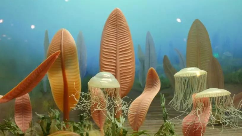 根据发表于《古生物学》期刊(palaeontology)的一项研究,动物界可能比