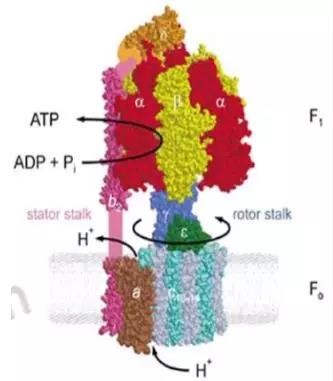 旋转分子马达：ATP合成酶，生命能量的“印钞机”__凤凰网