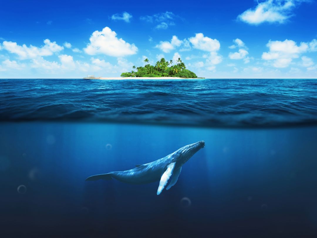 孤岛的鲸唯美图片