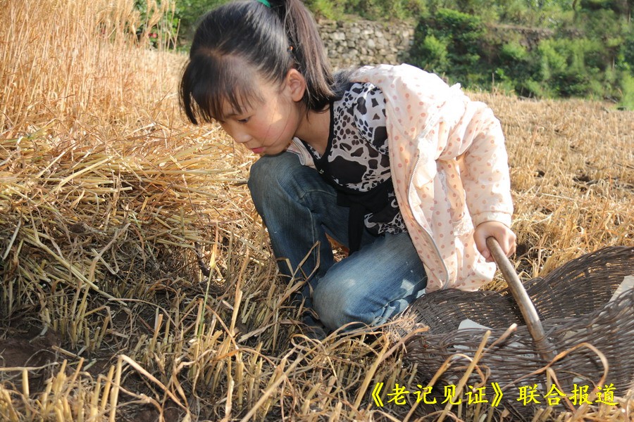 9岁的小妹妹也争着 干些拾麦穗的活计.
