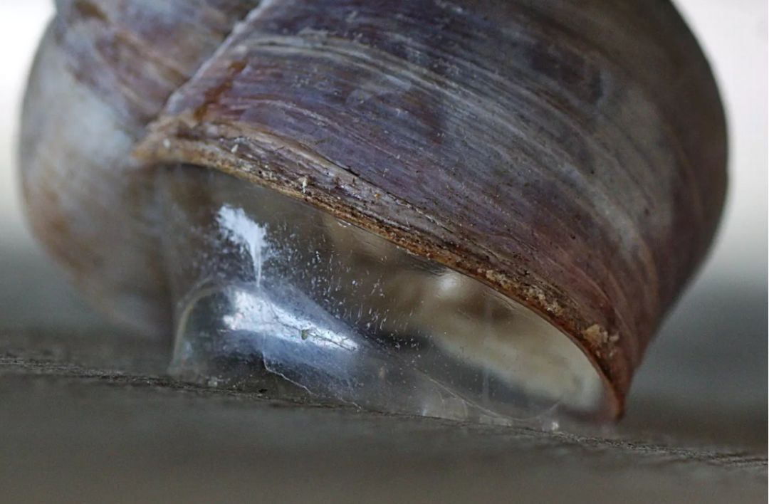 3m也甘拜下风?研究人员受蜗牛黏液启发寻求可复用的超强胶水