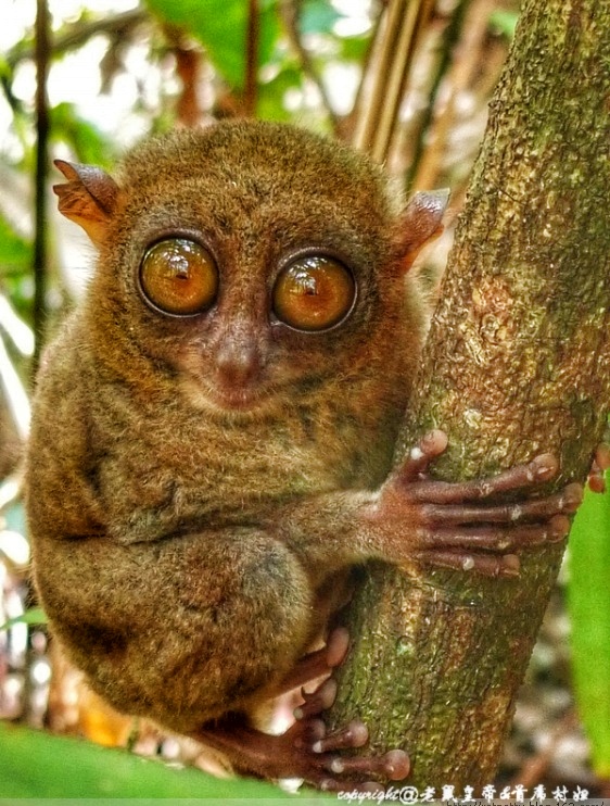 世界上最小的猴子身高仅10厘米眼比脑重白天却是瞎子