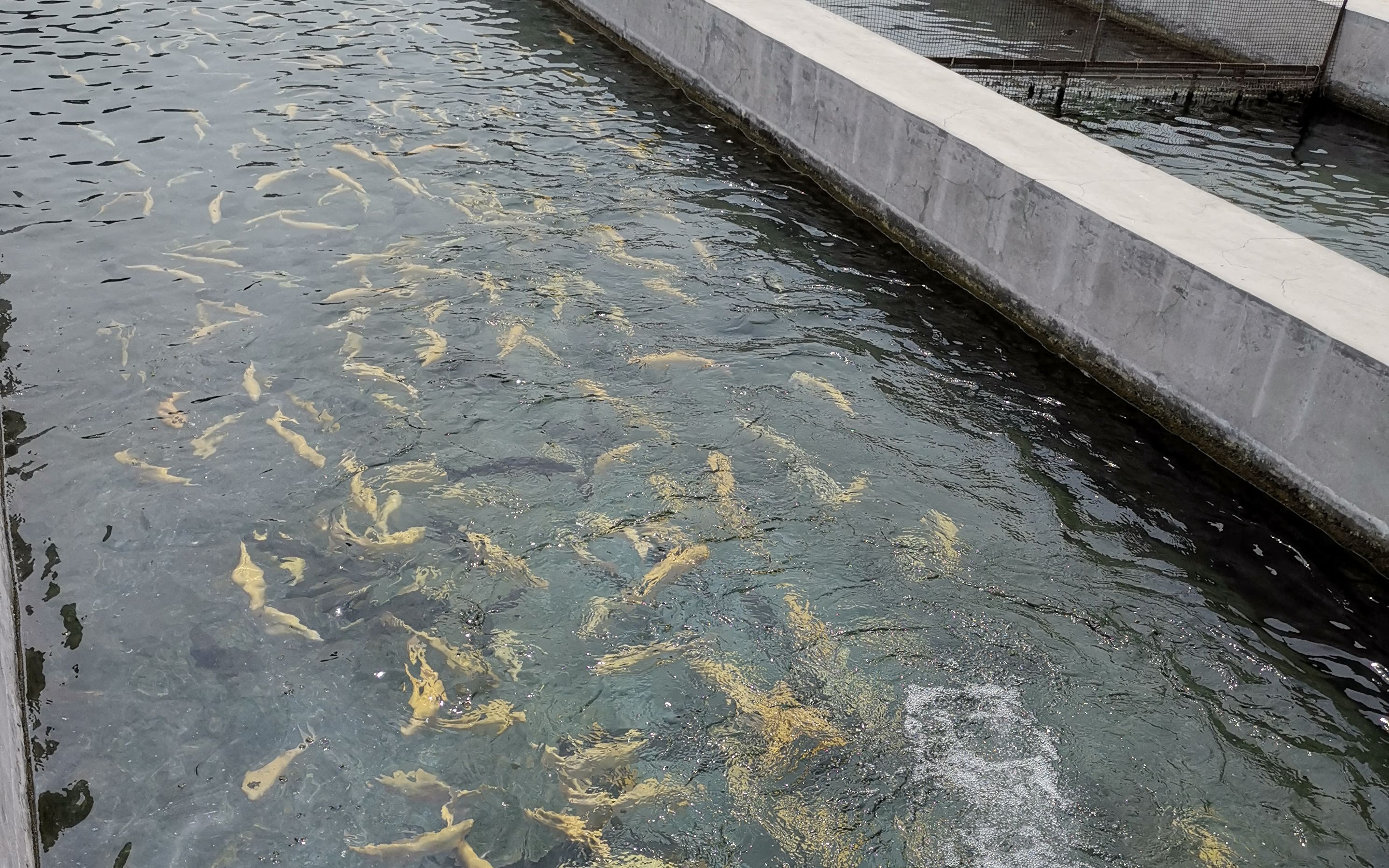 養殖戶排水不達標被騰退 還能吃上懷柔產的虹鱒魚嗎__鳳凰網