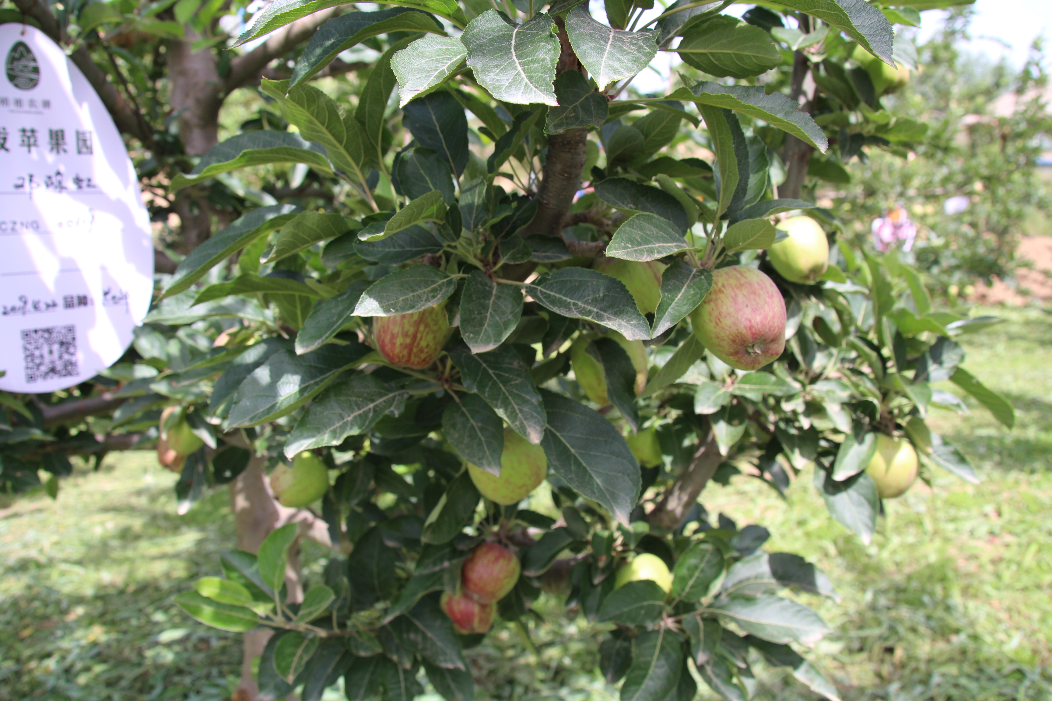 苹果树的气味图片