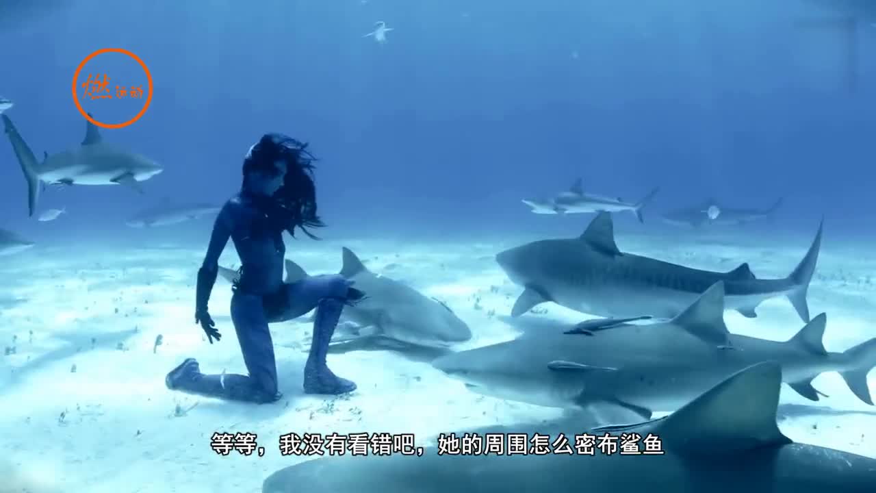 美女潜水被鲨鱼咬死图片