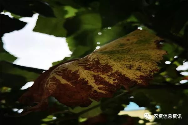 什么样的葡萄园最容易发生旱害,发生旱害后有何症状,能防治不?__凤凰网