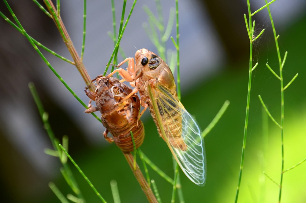 《金蝉》几载蛰伏待夏晴一朝破府欲横行金衣解落著玄甲狂啸一声万里惊