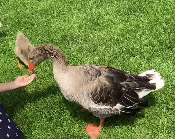 558_444gif 动态图 动图