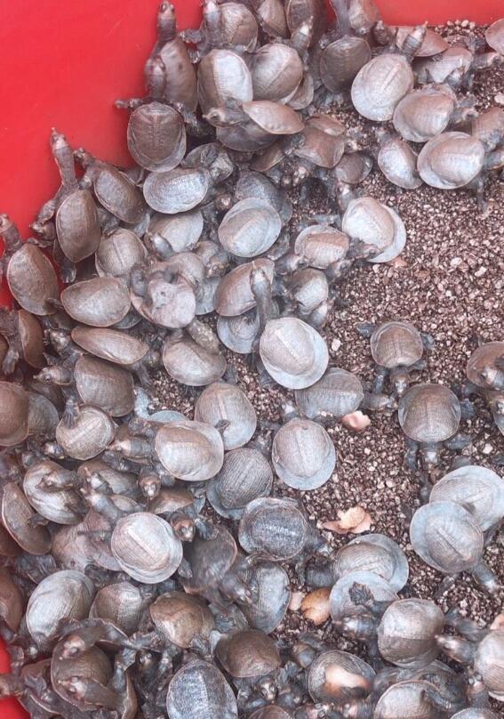 2019年七月最新龟苗价格