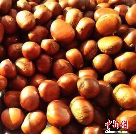 中国锥栗之乡福建建瓯：千年锥栗演绎富民传奇__凤凰网