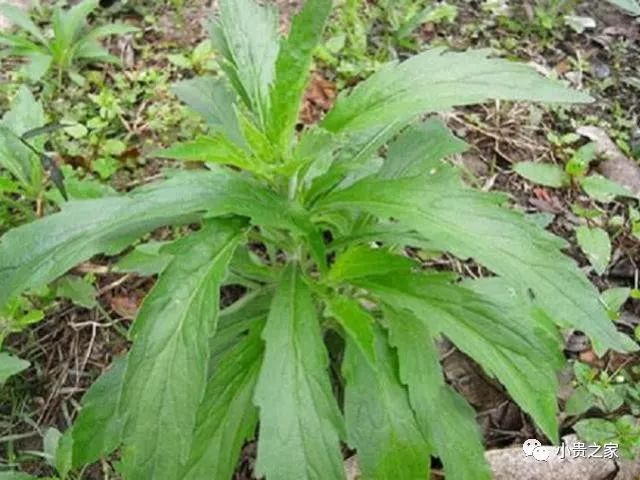 这种野草过去被农民当杂草如今有降血压血糖功效见到请珍惜