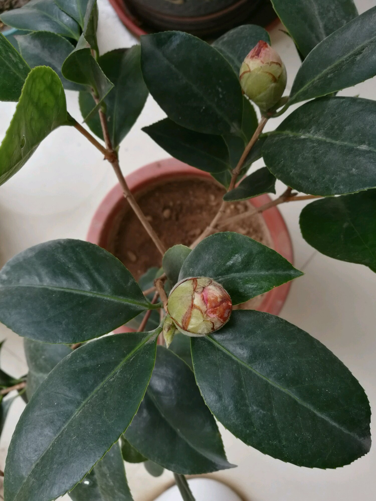 茶花干叶,这3种原因,第一种最不好!