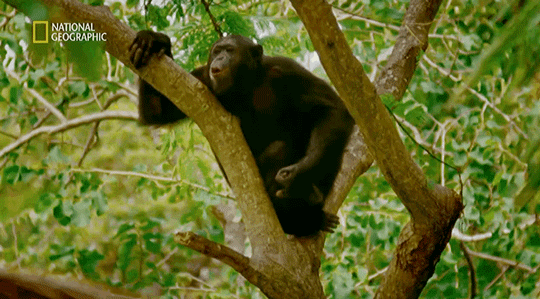 她曾和黑猩猩共度38年,84岁仍在为拯救地球而战!