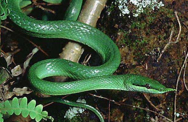 巴西的国宝只有一个.