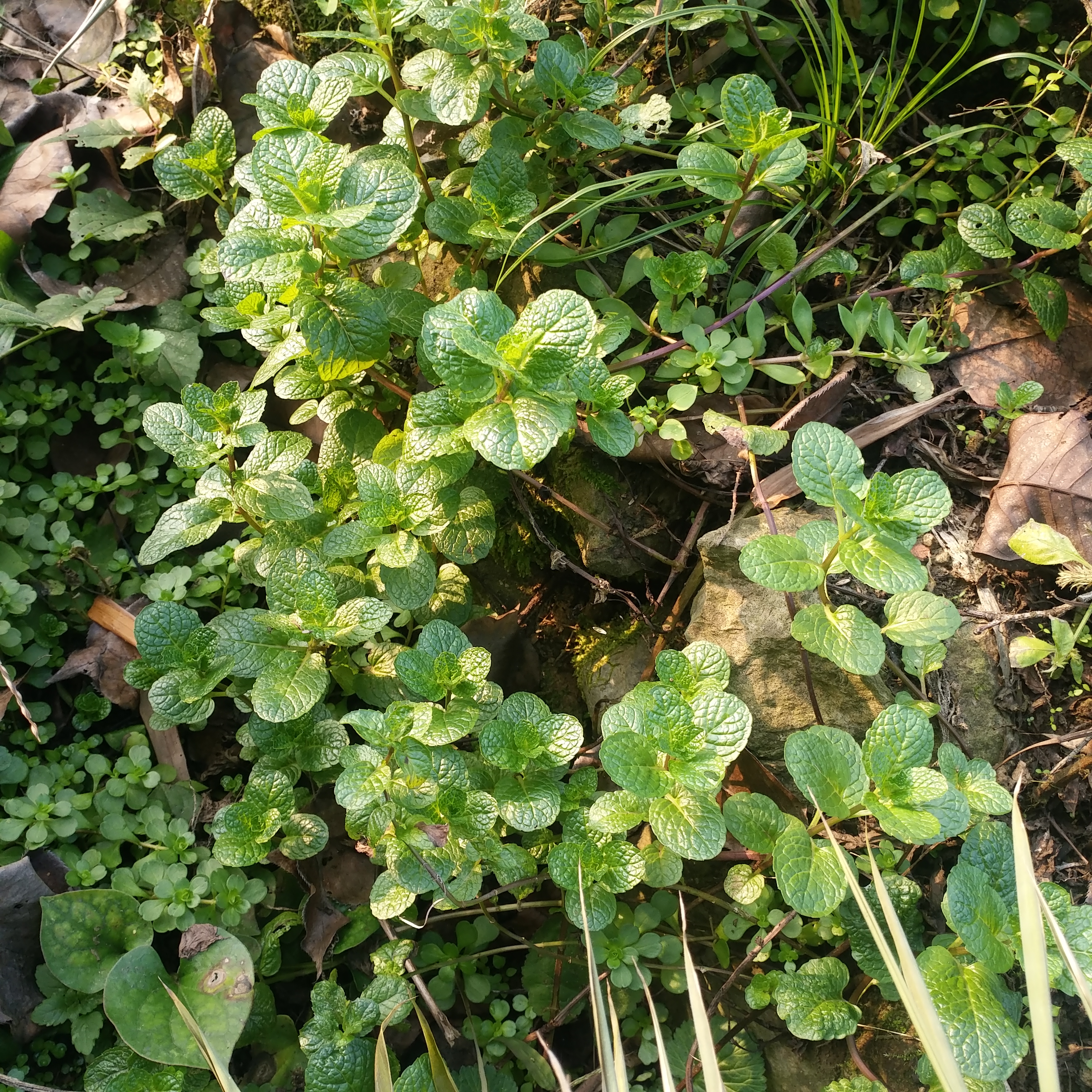 农村常见的鱼香菜