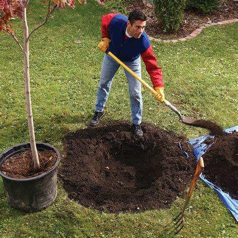 不同类型树木最佳种植时间是什么?__凤凰网