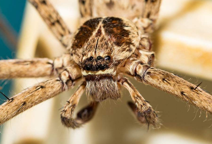 磁力蜘蛛引擎官方入口_最佳高效蜘蛛搜刮
引擎磁力（磁力 蜘蛛 搜索）