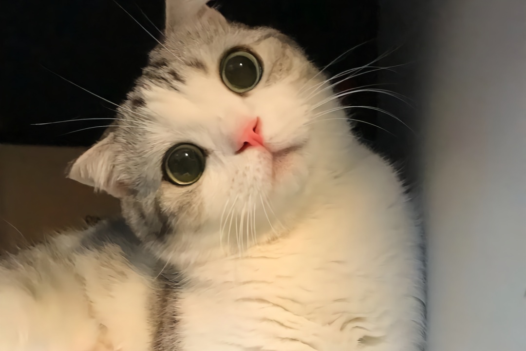 绝美猫咪歪头杀,这谁顶得住啊