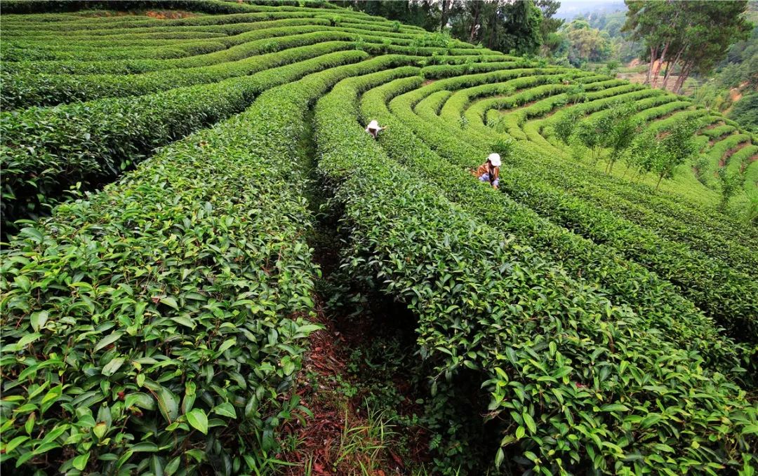 在凤庆有个不起眼却非常了不起的茶叶科学研究所
