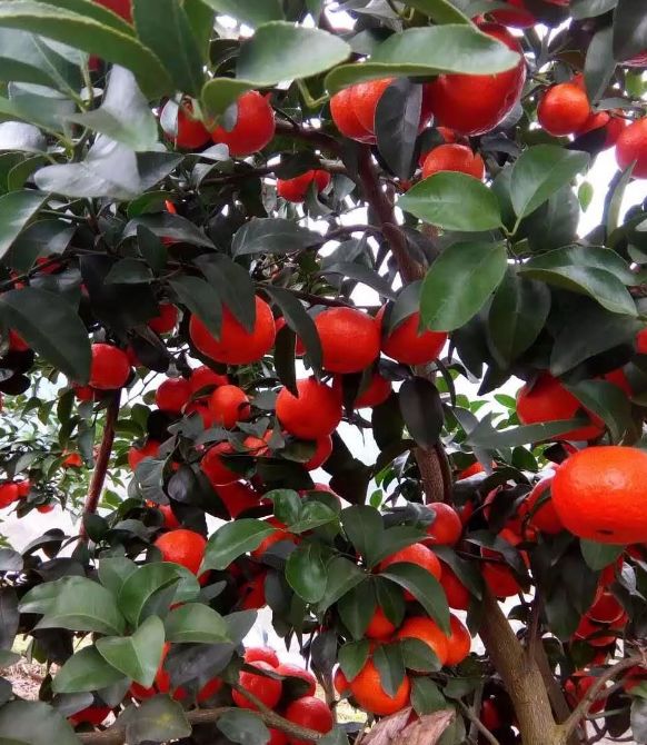 每日果价:1月7日砂糖桔鲜果价格 | 种好砂糖桔的心法口诀!__凤凰网