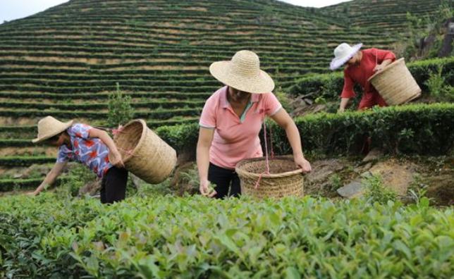 夫妻返乡种茶,带领乡亲们发家致富__凤凰网