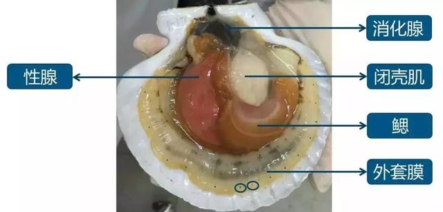 小心吃错一张图告诉你扇贝哪能吃哪不能吃