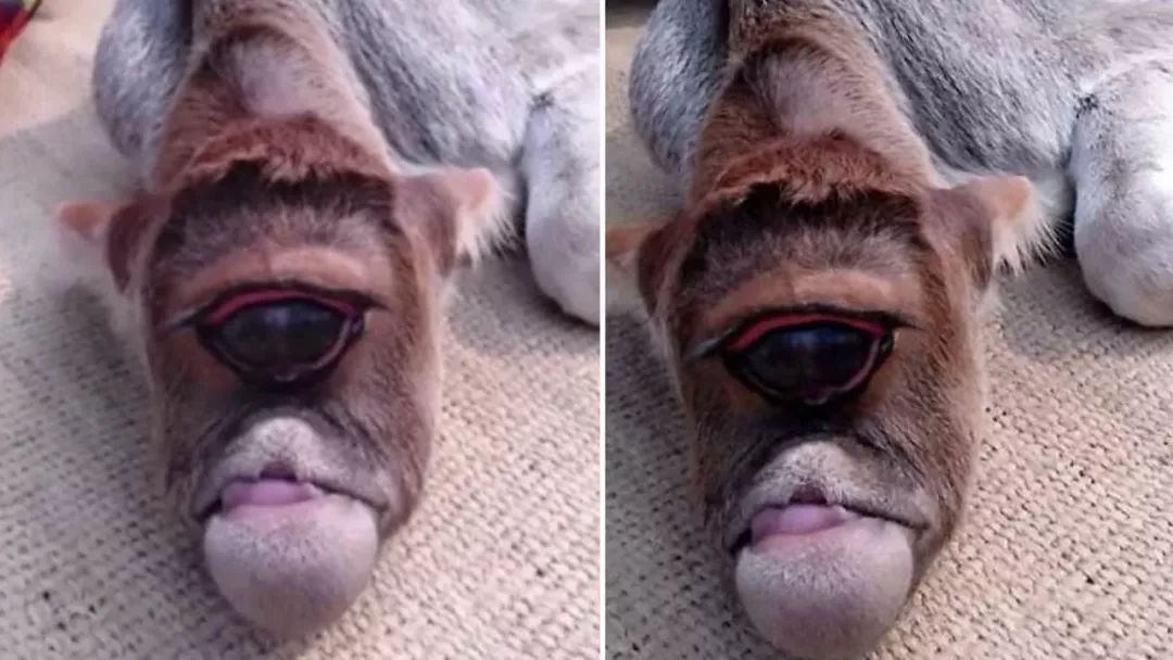 奇闻印度残疾牛犊走红天生只有一只眼睛被当地人尊为真神