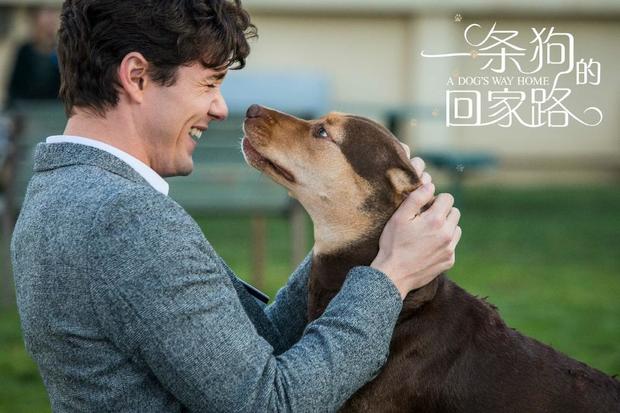 萌宠电影一条狗的回家路独家影评
