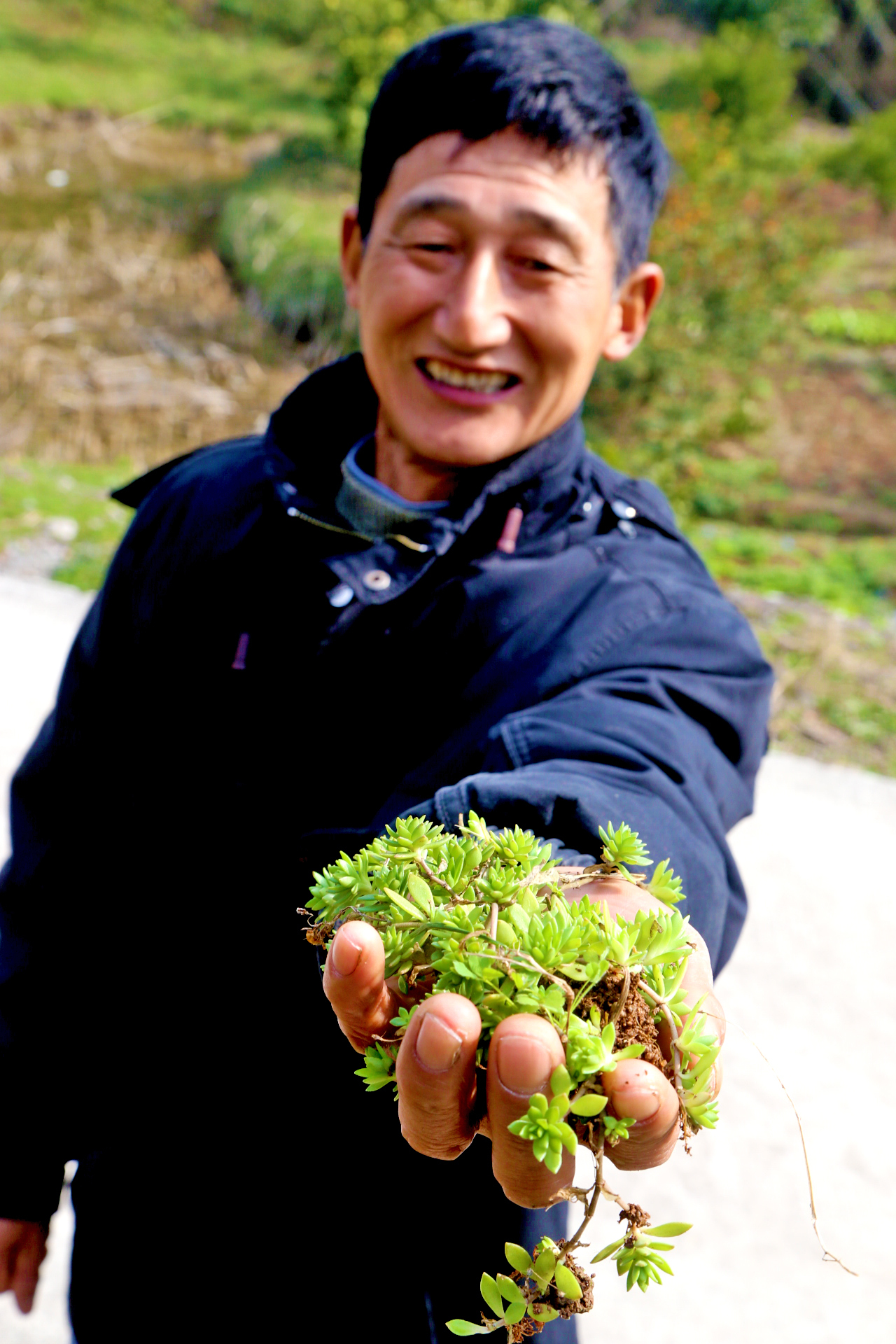 乡村见闻:打不死草,既是中药蛇虫咬伤,也是低密绿化植物