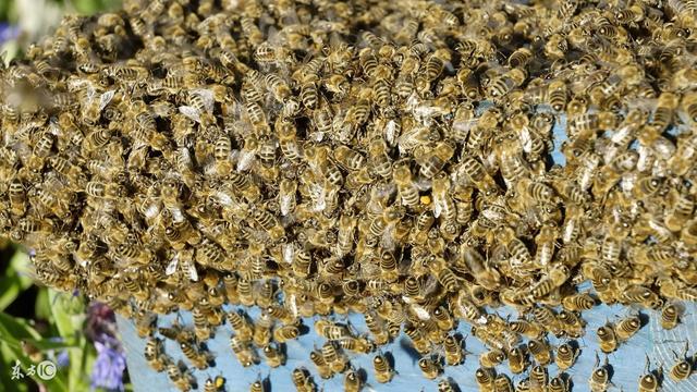 养蜜蜂的技术与方法 养蜜蜂的技术与方法视频教程