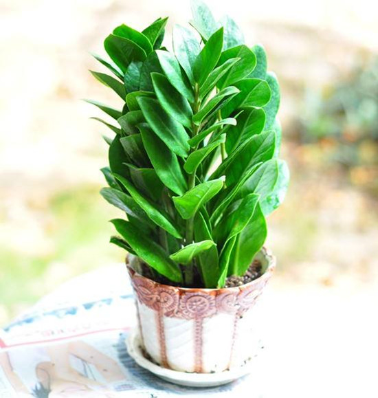 2019年十二属相的专属招财植物