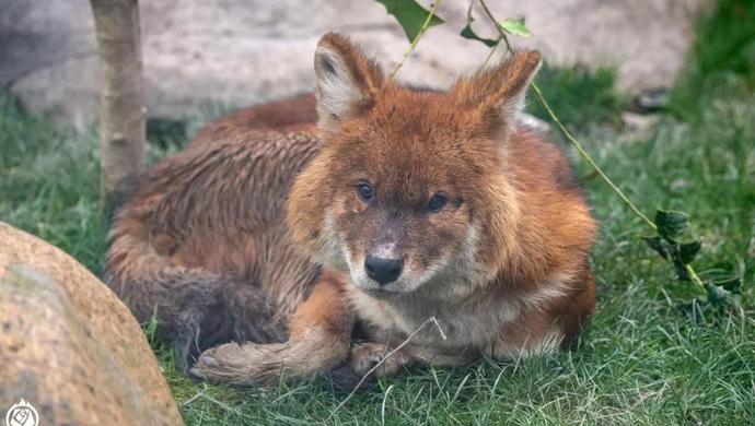 上海动物园乡土动物区住客们陆续入驻萌萌的獐宝宝和很仙的丹顶鹤都是