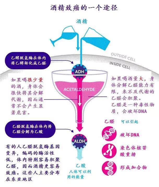 这次剑桥大学的研究不仅揭示了酒精致癌最重要的一个致癌分子机制.