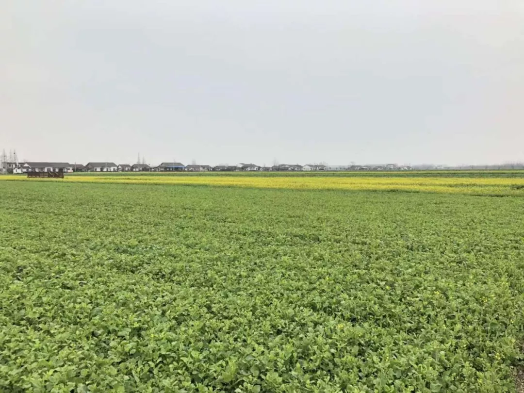 湘赣边(平江)乡村振兴示范区首届踏春节暨石牛寨油菜花节即将开幕天地