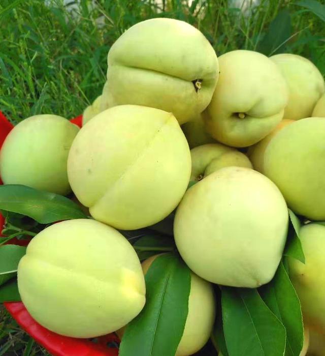 衡阳雨母山菁香桃通过林木良种审定