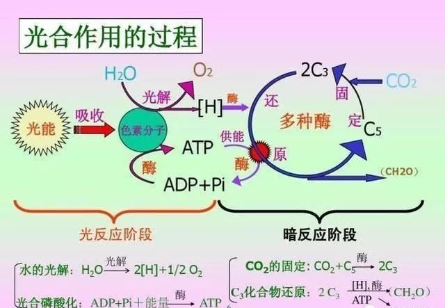 光反应暗反应流程图图片