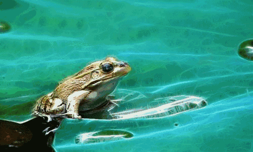 子在巢中待母归.劝君莫打三春鸟,万千鱼仔在腹中.