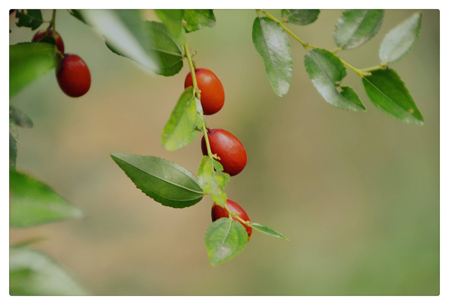 野山枣中含有大量的维生素c,维生素c是一种很强的抗氧化剂,能够有效的