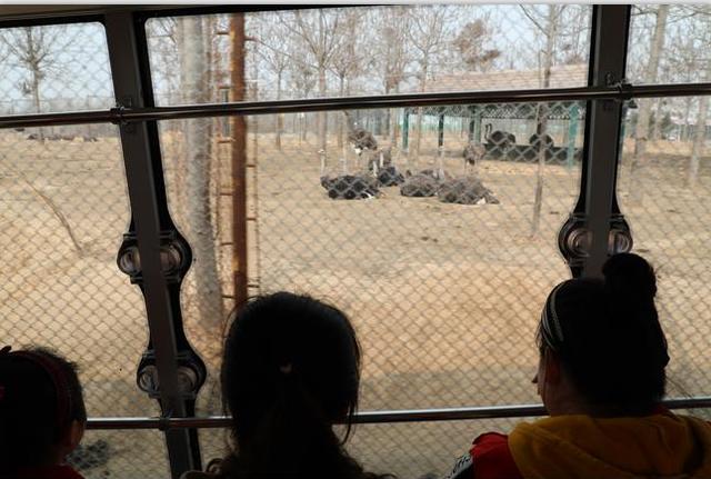 春季3月踏青來了濮陽東北莊野生動物園好看又好玩兒