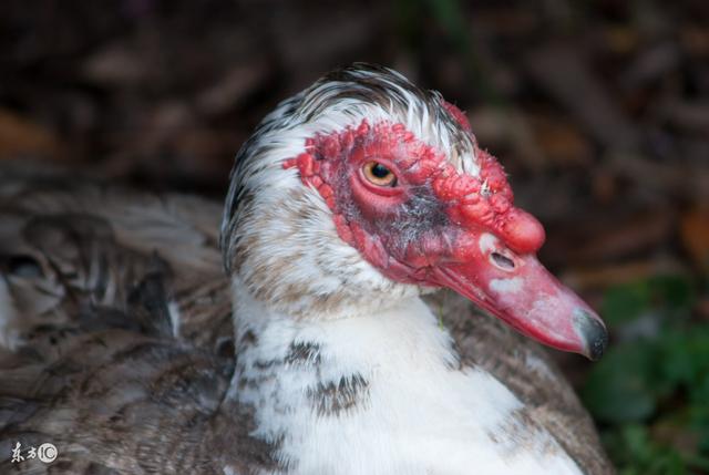 喜欢展翅飞翔的瘤头番鸭