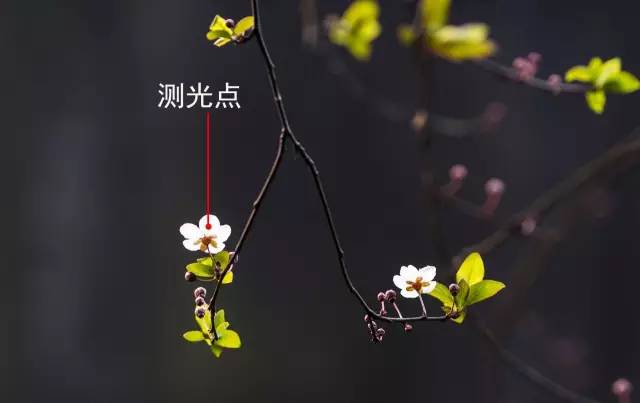 选好暗色背景后,使用点测光模式,即选择拍摄主体最亮的区域进行测光
