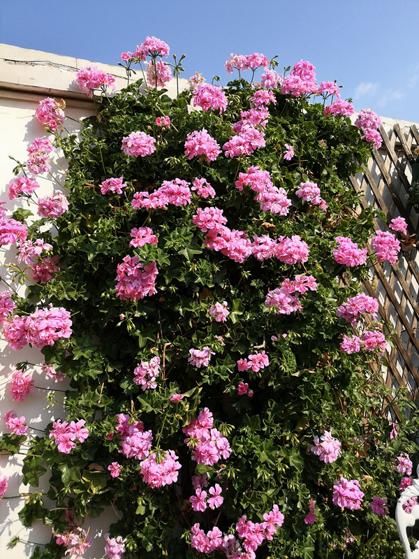 垂吊盆栽选这种,四季开花不停,花色美丽,种植容易,阳台变花园