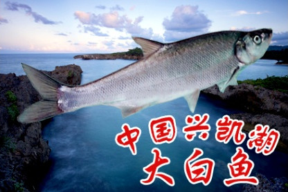 兴凯湖大白鱼暂列龙江城市味道排行榜榜首名扬全国