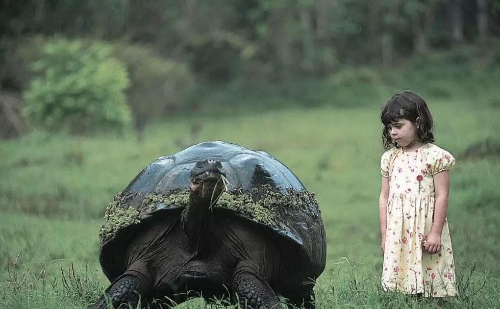 其实,总面积7780平方公里的加拉帕戈斯群岛,曾经有25万只,各种品种的