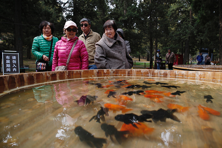 觀金魚 賞錦鯉 景山公園