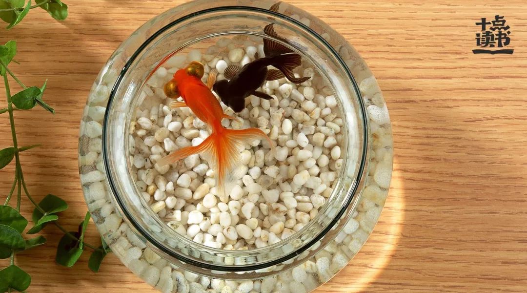 庄子的三条鱼__凤凰网