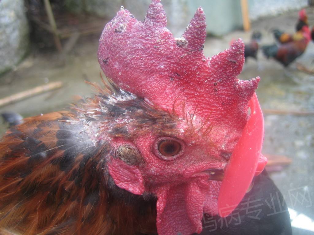 鸡的细菌性疾病——禽伤寒__凤凰网