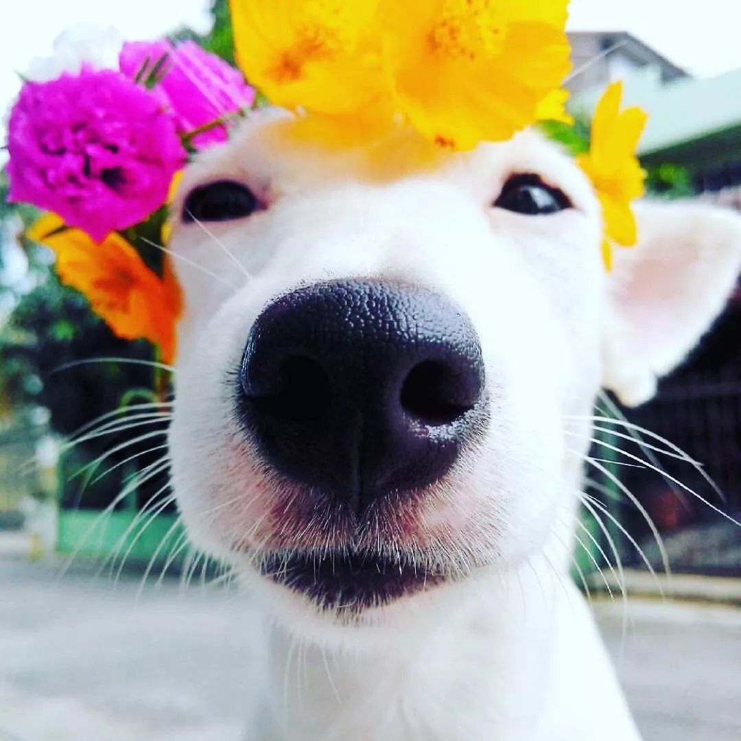 的狗狗名叫euro saurus,来自美丽的泰国,网友们形象的称它为"花痴狗"