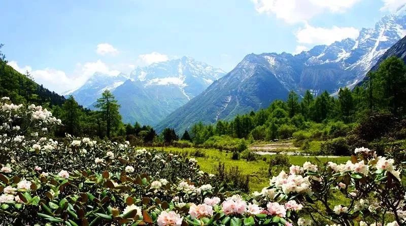最美高山花海!阿坝州这些地方杜鹃花进入最佳观赏期,五一去刚好!__凤