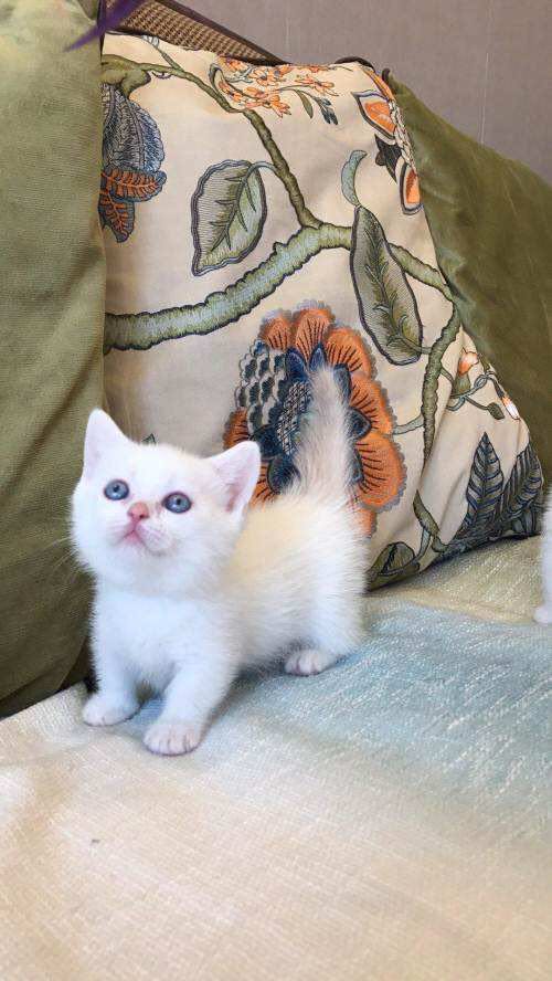 第四种:美国短毛猫